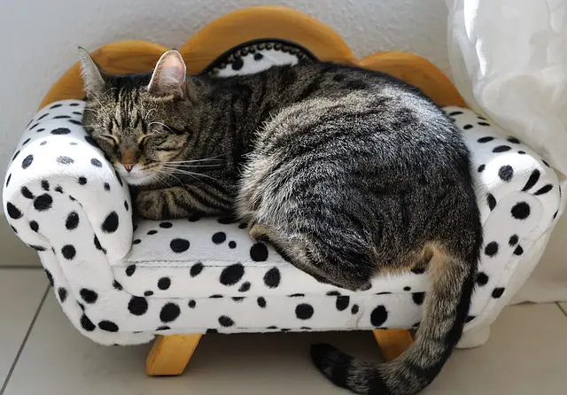 How to Clean Your Pet's Accessories: Beds, Bowls, and Toys 1 How to Clean Your Pet's Accessories: Beds, Bowls, and Toys How to Clean Your Pet's Accessories