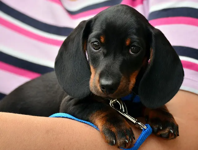 How to Clean and Organize Your Pet's Supplies: From Leashes to Litter 1 How to Clean and Organize Your Pet's Supplies: From Leashes to Litter How to Clean and Organize Your Pet's Supplies