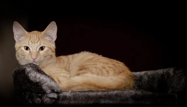 Cleaning Up After a Pet: 5 Comprehensive Tips for Fur-Free Furniture 1 Cleaning Up After a Pet: 5 Comprehensive Tips for Fur-Free Furniture Cleaning Up After a Pet